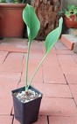 Amazing, rare Eucrosia mirabilis! - Endangered Amaryllis relative — photo 2