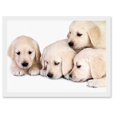 Puppys Baby Golden Retriever Dogs Pets A4 Framed Wall Art Print