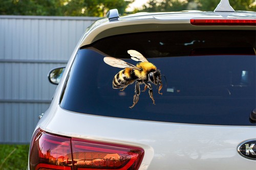 Bunte Hummel Wandkunst Schlafzimmer Laptop Dekor Vinyl Aufkleber Abziehbild 6 Größen - Bild 6 von 7