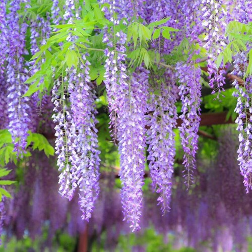 10 Chinesische Baumsamen Blaue Wisteria Sinensis Schnell Kletternde Blühende : - Picture 9 of 14