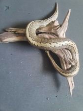 Limited Edition All Natural, Home decoration 15" Long.