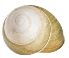 NaDeco® Helicostyla florida 2-3cm | Landschnecke | Schneckenhaus | Deko Schnecke