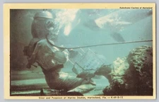 Diver and Porpoises at Marine Studios Marineland Florida Studio Postcard