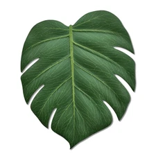 BKKDecor | Leaf Coasters for Drinks | Monstera Coaster Set of 6 | Tropical Le...