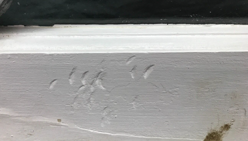 Antique Vintage Single 8 Lite Window Sash Shabby White Chic 27x28 Old 516-25B - Picture 7 of 15