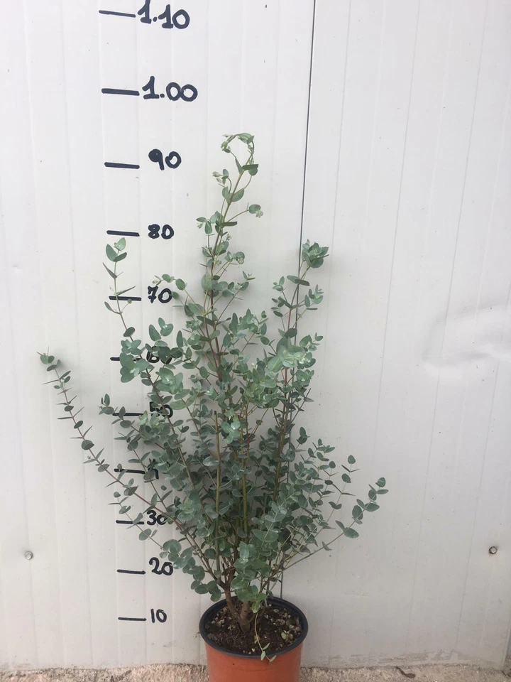 Pianta di Eucalyptus gunnii (Eucalipto) vaso 18cm - Immagine 2 di 2