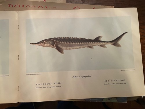 6 Fishes of Quebec Poissons du Quebec Fish of Canada Ichthyology Lobster books - Picture 16 of 22