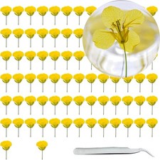 80 St&uuml;ck getrocknete gepresste Blumen Gelber Raps DIY Kunst Handwerk