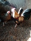 10+  golden bbred duckwing old english bantam Hatching Eggs — photo 2