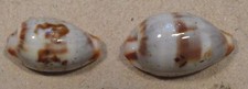 Cypraea Erythraensis 2 Shells 16+19mm Dahlak Island,Ethiopia