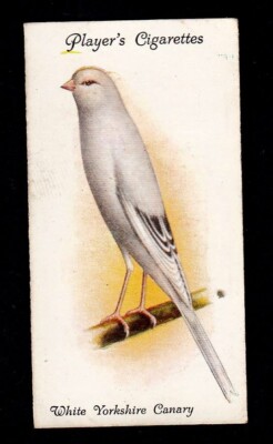40380/ Players´s Cigarettes   Birds   No. 5   White Yorkshire Canary