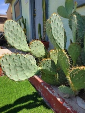 Live Prickly Pear Cactus Cutting - Fresh and Ready to Grow!