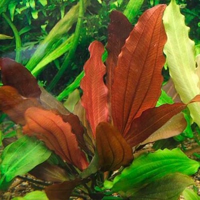 BUY 2 GET 1 FREE Indian Red Amazon Sword (Echinodorous) Aquarium Plants