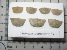 Pennsylvanian Stull Shale Kansas fossils in display case - Chonetes brachiopod