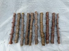 YUCA CASSAVA 10 cuttings (6-8”) White Root Inside Manihot Esculenta stem Organic