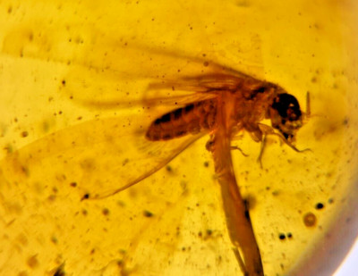 A101 BU1132 Small Winged Termite nice preserved in Burmese Amber 99 million