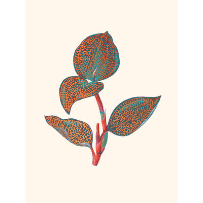 Primär farbige exotische Flora großer Wandbilddruck Leinwand Premium Poster