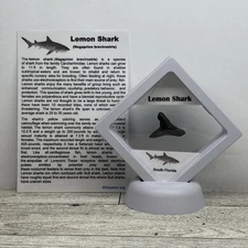 Lemon Shark Tooth Fossil in a Great Display Case
