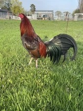 Double H Gamefarm – Warhorse, McRae, Brown Red, Hatch & Kelso Lines