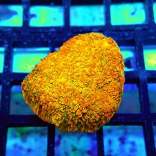 WYSIWYG - WWC Stellaria Chalice