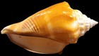Group of 4 Genuine Florida Fighting Conch Shells    2.75" - 3" — photo 8