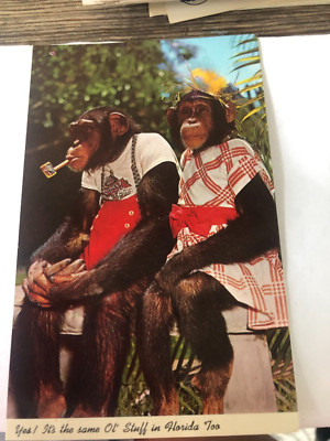 Vintage Postcard c1965 Miami Florida Monkey Jungle Comic Card Money Smoking Pipe