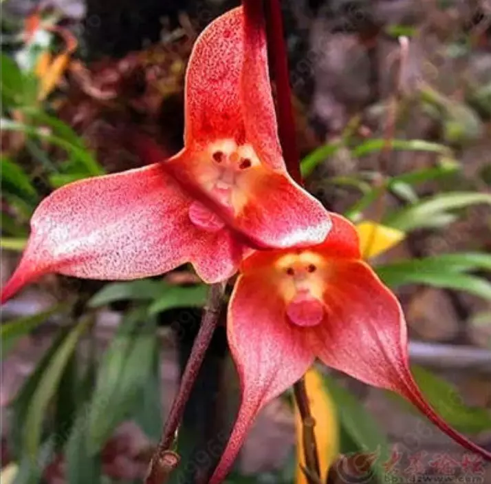 10 Pcs Seeds Cute Monkey Face Orchid seed Bonsai Plants Flowers For  Garden(Mky1) | eBay