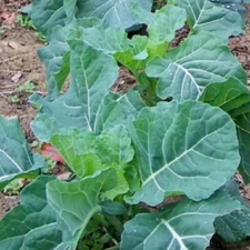 400+ GEORGIA COLLARD SEEDS (Brassica oleracea ) - Heirloom Vegetable Spring Fall