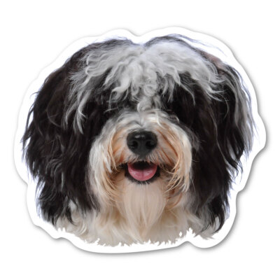 Havanese Magnet