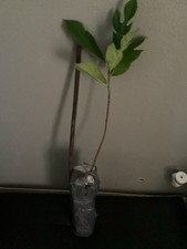 Jackfruit seedling 1 gal.