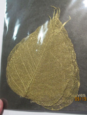 Skeleton Leaf Gold Colored Leaves From The Bo Tree Ficus Religiosa Thailand