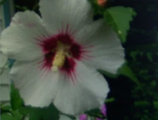 50+ White/Red Center Rose of Sharon Hibiscus Syriacus Seeds - Hardy Perennial