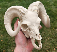 Beige bone color Large 3D Printed Ram Skull – Realistic Decorative | Made in USA