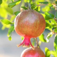 Salavatski Pomegranate Seedss Punica granatum for Planting