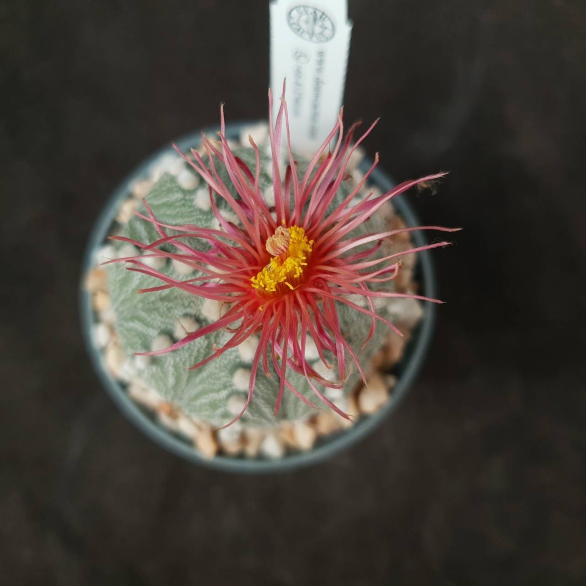 ฺB25: Astrophytum asterias 'Akabana shinshowa' | eBay