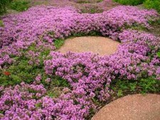 3 Purple Creeping Thyme Herb Vege plug plants bees Serpyllum