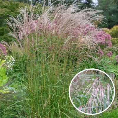 MESARBUSTES.COM Miscanthus sinensis 'Flamingo' - Roseau de Chine rose