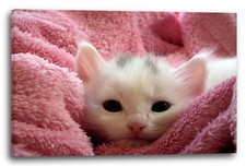 Wandbild Katzenbaby in Decke eingehüllt süß Katzenbilder