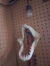  SHORT-FIN MAKO SHARK JAW  REAL MAKO JAWS EDUCATION 