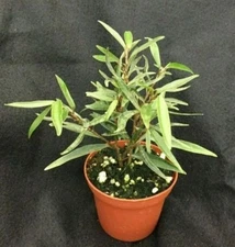Ficus salicifolia,  The Willow Leaf Ficus.  Rooted Plant in 3" Pot