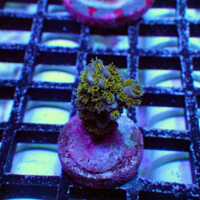 WYSIWYG - REx Blue-Green Tenuis - Live Coral