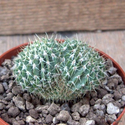 D7287 NOTOCACTUS BUININGII DICOTHOMIC pot10-H5-W7 cm MaMa Cactus