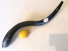 Full polished natural Judaica Kosher 22.5  Yemenite Kudu Shofar horn Israel