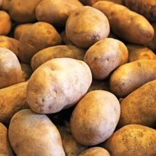 16OZ Russet Seed Potatoes | USDA Certified Planting 1lb Burbank Potato Seed 2025