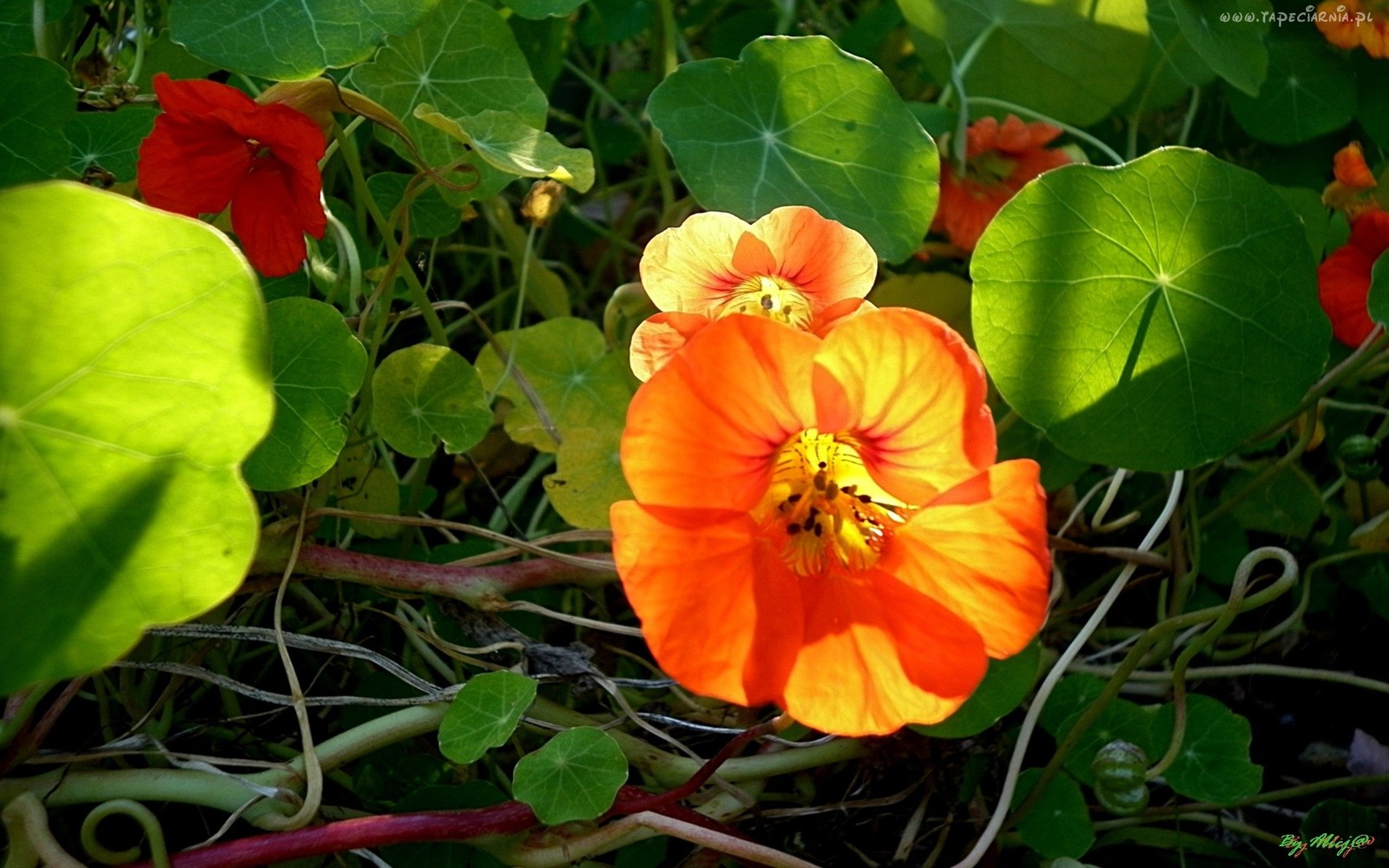 NASTURTIUM MIX Out of Africa Tropaeolum majus 60 seeds Annual