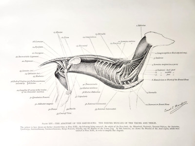 Greyhound Dog Trunk Thigh Anatomy Ernest Thompson Seton Vtg 1977 Book Art Print