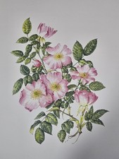 Ein botanischer Druck von Rosa Canina Hund Rose Blumen Wandbild