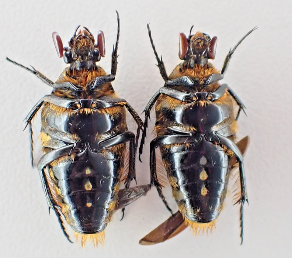 j65133. Insects, Beetles. Cetoniidae, Ixorida sp?. Vietnam, Lai Chau ...