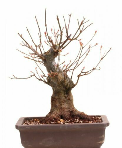 BONSAI Acer p. Shishigashira Lwenkopfahorn 65cm TOP STCK - ansehen |  eBay.de