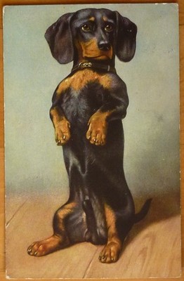 Postcard Dachshund Makes Male 1913 Egemes Series 103 Teckel Dachshund